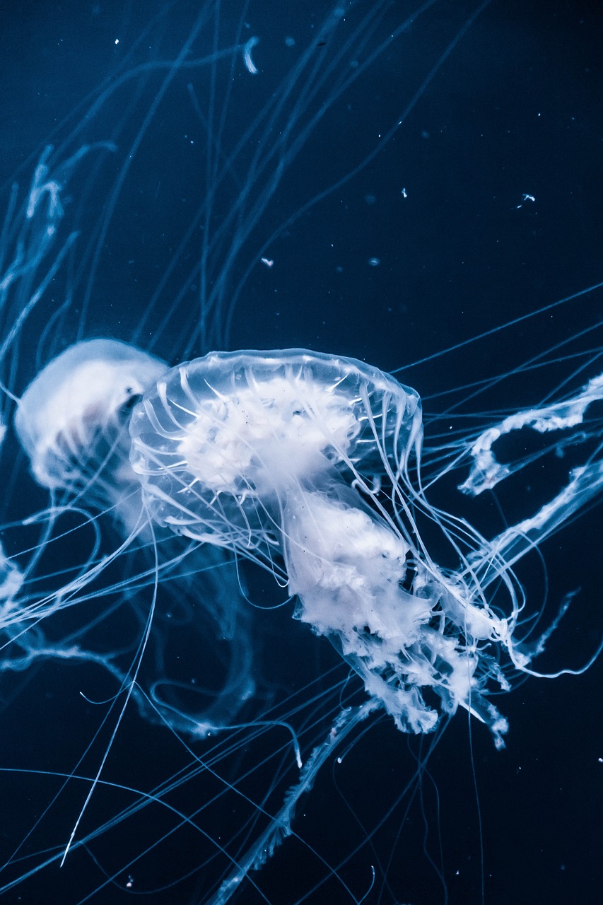 新澳精选资料免费提供,水的生物医学基础研究,快乐版720.888