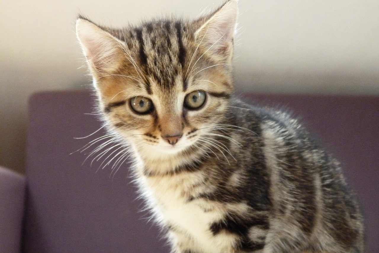 科技革新猫咪养护方式，最新宠物猫咪应用亮相！