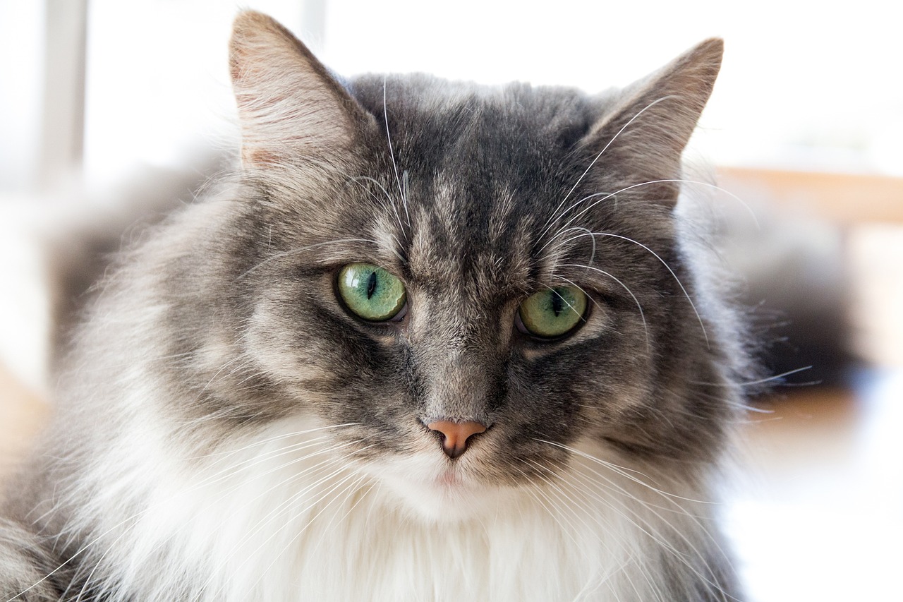 探索现代养猫新理念与新趋势，最新版猫咪风采展示