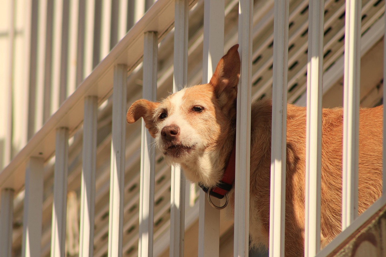 警犬安然，守护安全与和平的忠诚卫士