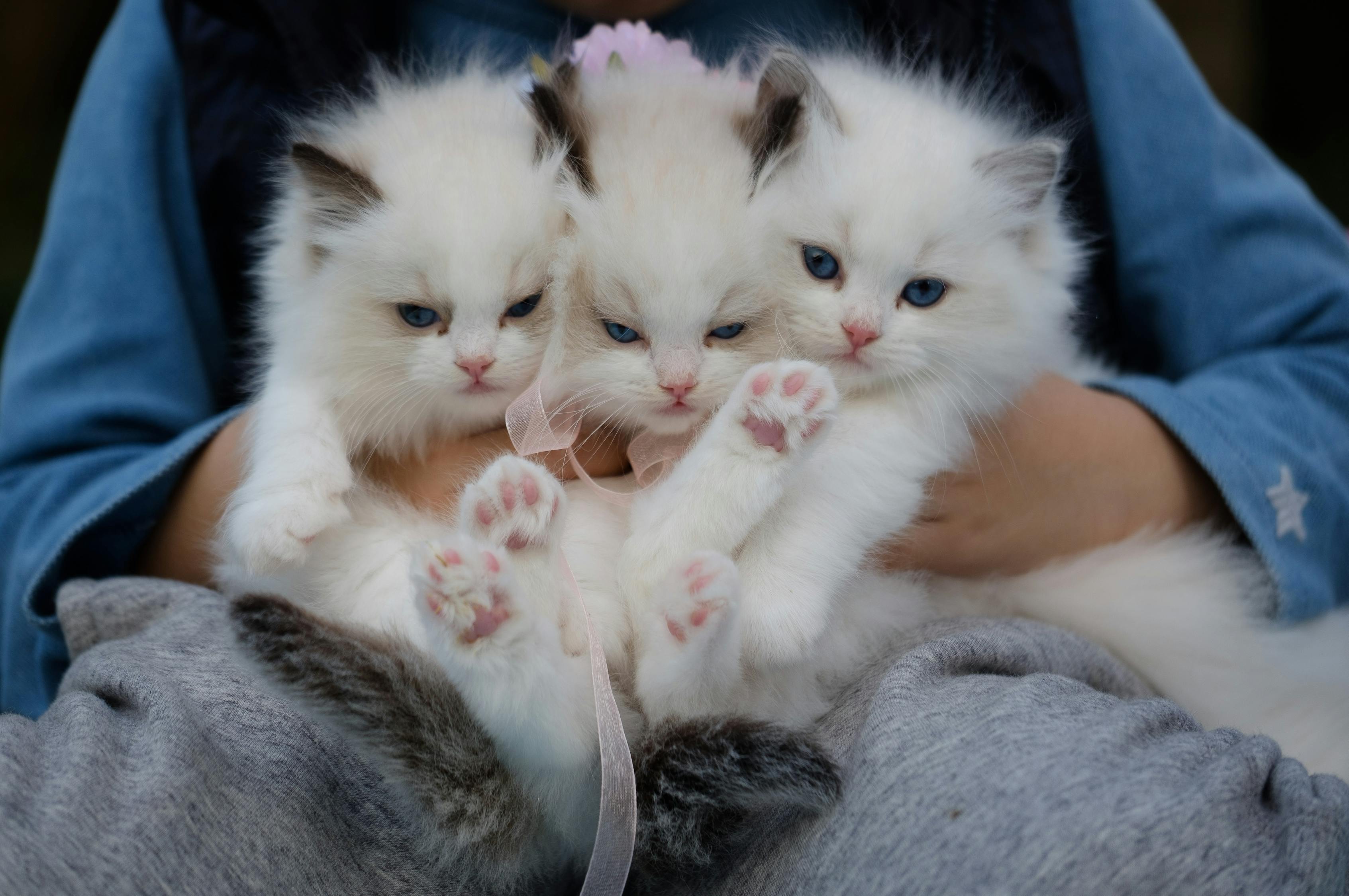 银渐层猫价格详解，市场走势、品种特点与购买指南