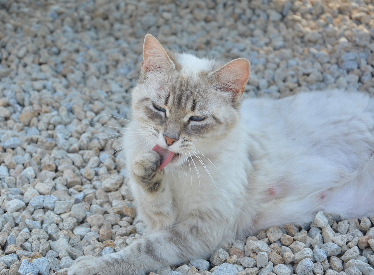 探索猫咪文化新领域，最新猫版揭秘！