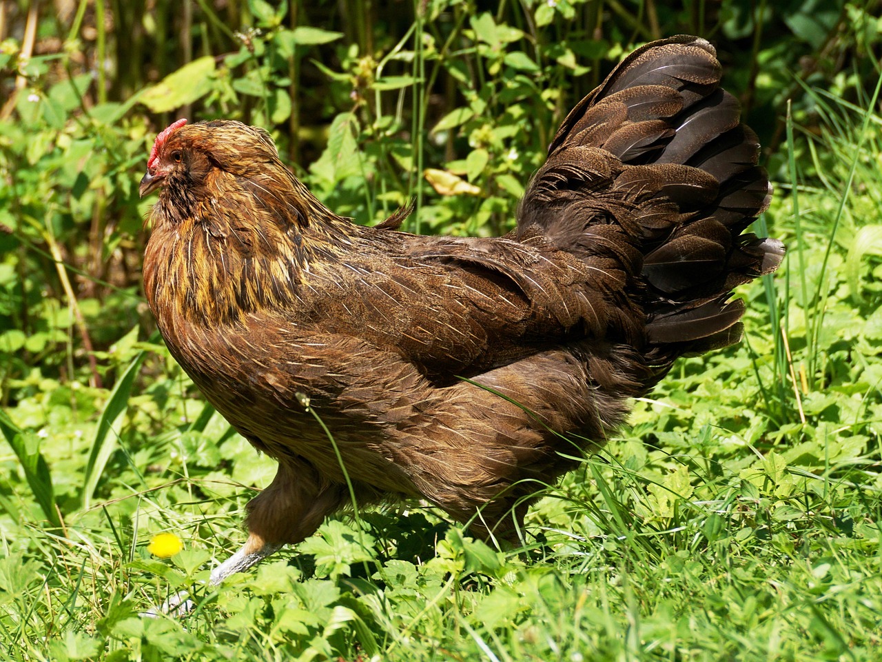 肉毛鸡价格最新行情分析与趋势预测