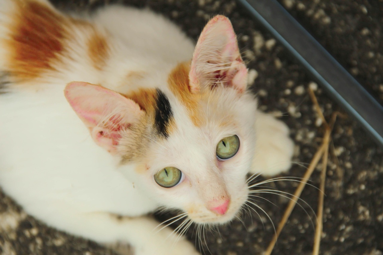 最新猫资讯大揭秘，探索猫咪世界的精彩与奥秘