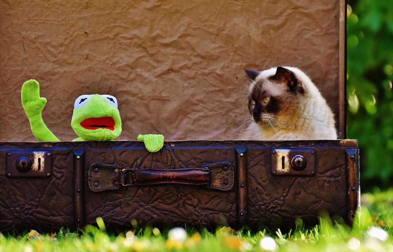 二次元猫咪的魅力，从动漫世界探索猫咪的奇幻之旅