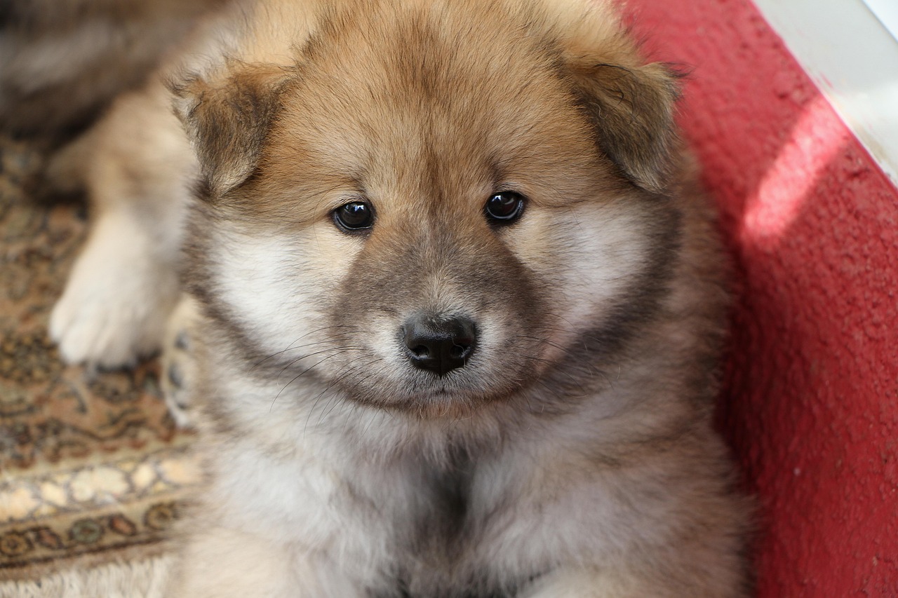 最新博美犬品种介绍大全