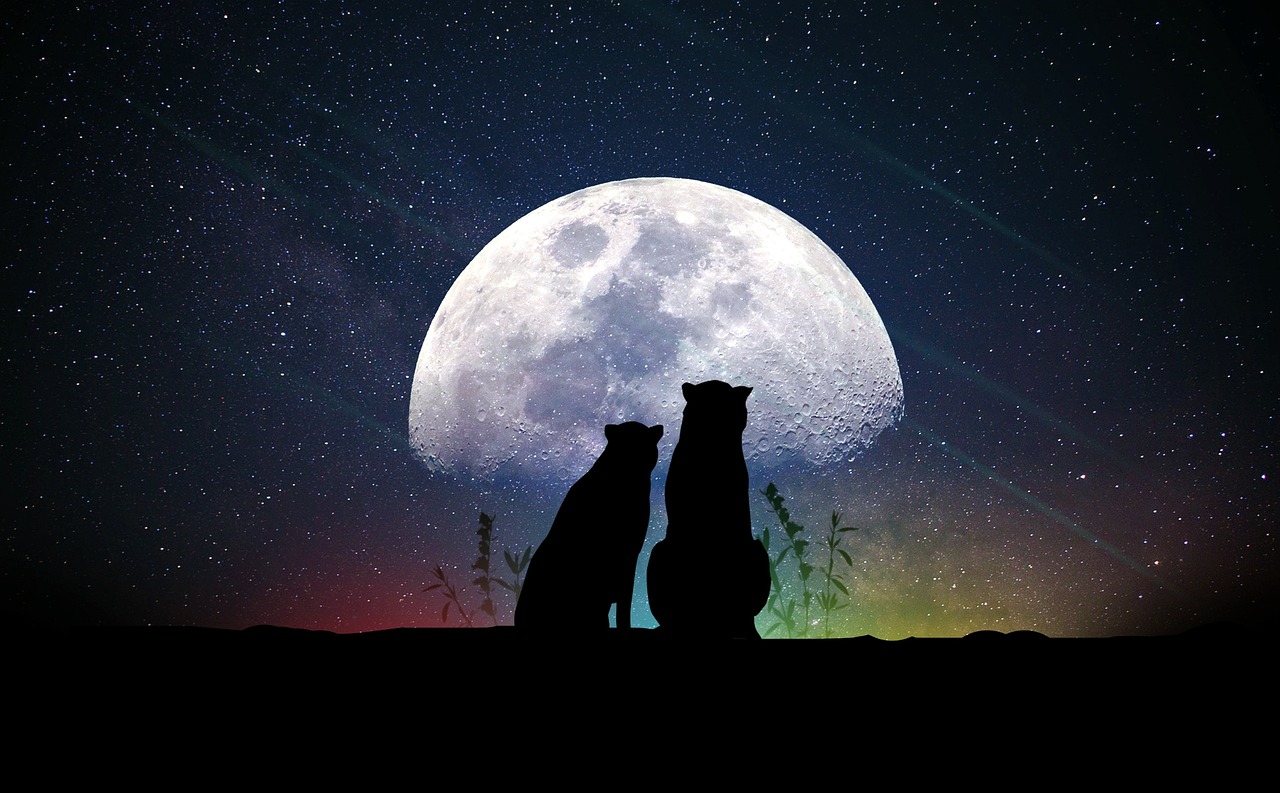探索璀璨明珠，明星影视的光影世界