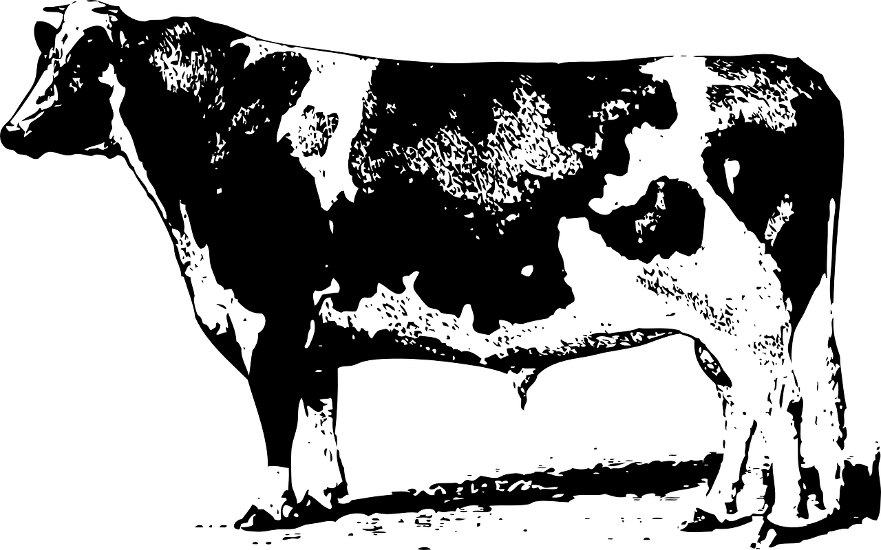 最新牛价动态及其对农业产业链的影响分析