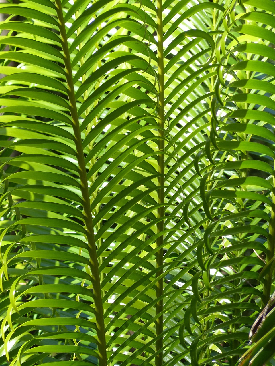 植物租摆价格表，绿色办公与生活美学的完美融合