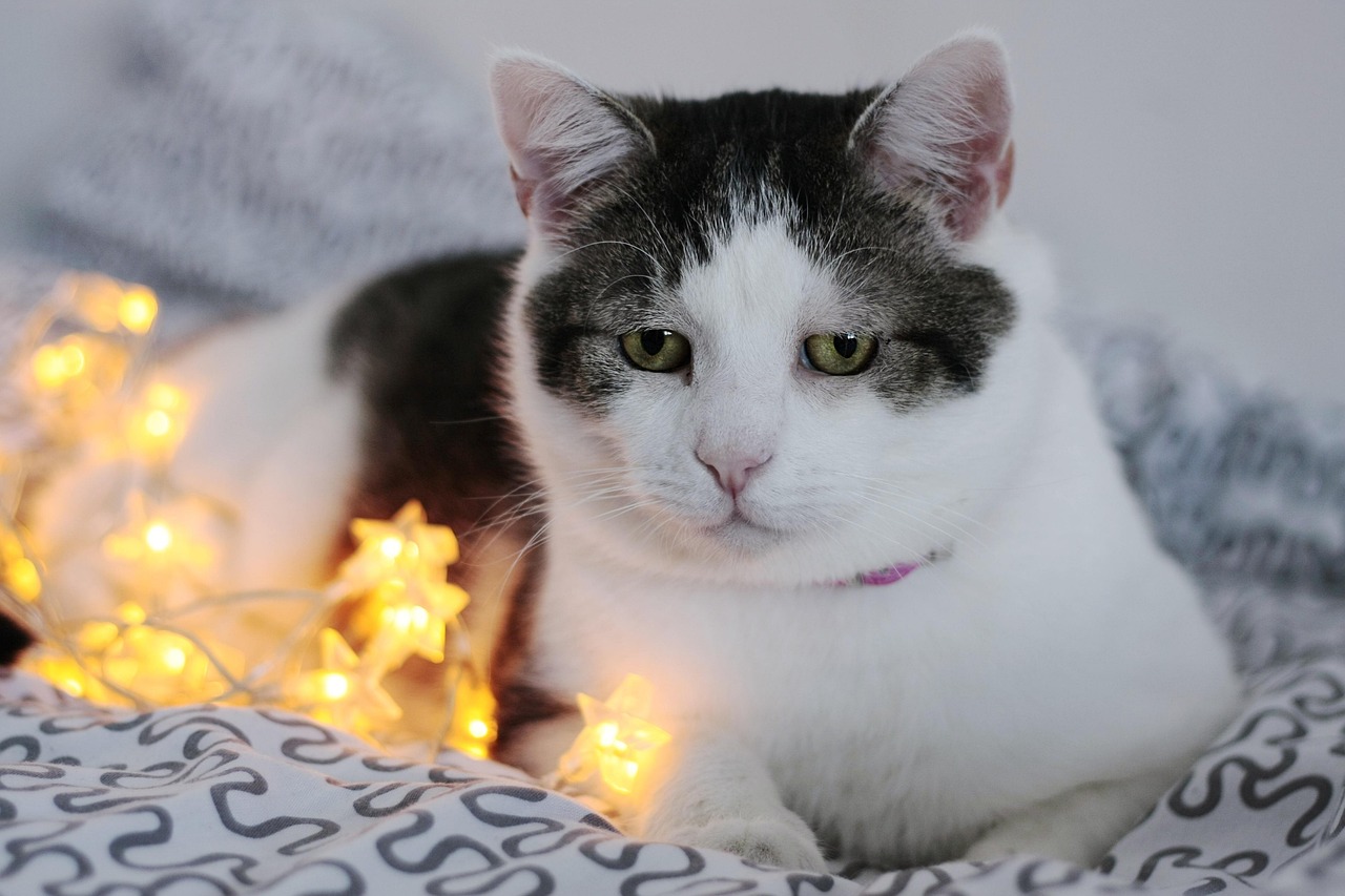 电视迷猫先生，温馨画面与背后故事欣赏